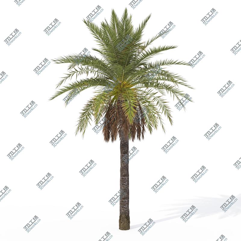 images/goods_img/2021040235/XfrogPlants Canary Date Palm/2.jpg